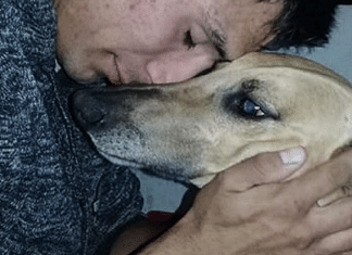 Em desespero após ter seu cão roubado, homem oferece seu carro a quem o encontrar