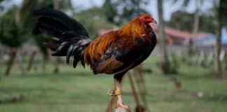 Galo que era usado em rinha ilegal tira a vida do próprio dono na Índia
