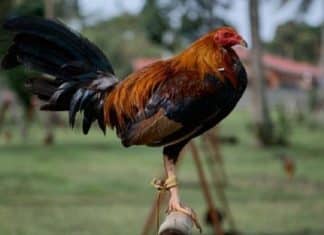 Galo que era usado em rinha ilegal tira a vida do próprio dono na Índia