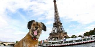 Governo francês dá a cães e gatos direitos como ‘seres vivos’ e não mais como ‘propriedades’