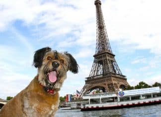 Governo francês dá a cães e gatos direitos como ‘seres vivos’ e não mais como ‘propriedades’