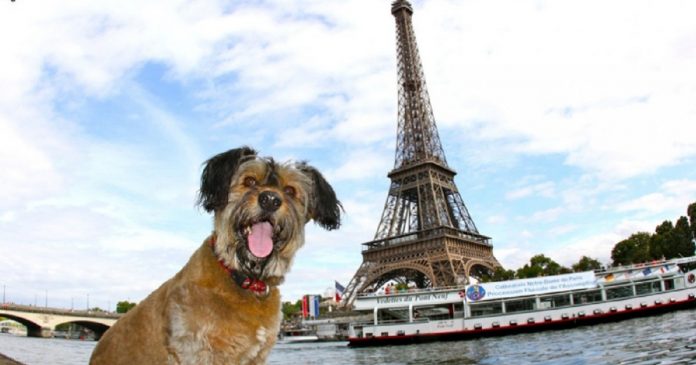 Governo francês dá a cães e gatos direitos como ‘seres vivos’ e não mais como ‘propriedades’