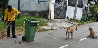 Cãezinhos fazem a guarda de trabalhador com deficiência que sofre assédio moral e roubo
