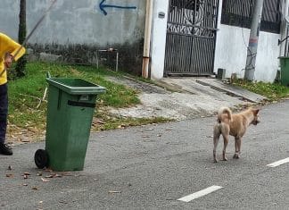 Cãezinhos fazem a guarda de trabalhador com deficiência que sofre assédio moral e roubo