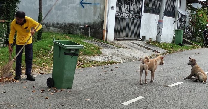 Cãezinhos fazem a guarda de trabalhador com deficiência que sofre assédio moral e roubo