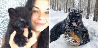 Pantera abandonada por sua mãe é criada por uma humana e um Rottweiler