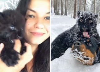 Pantera abandonada por sua mãe é criada por uma humana e um Rottweiler