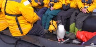 Pinguim invade barco cheio de turistas para evitar ser devorado por baleias (ASSISTA!)