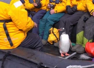 Pinguim invade barco cheio de turistas para evitar ser devorado por baleias (ASSISTA!)