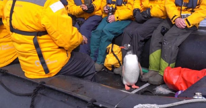 Pinguim invade barco cheio de turistas para evitar ser devorado por baleias (ASSISTA!)