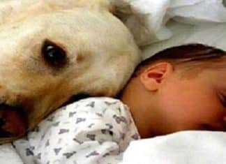 Cachorra de rua resgata bebê abandonado em um saco plástico