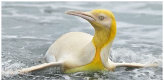 Fotógrafo de vida selvagem flagra pinguim amarelo raro