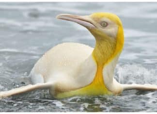 Fotógrafo de vida selvagem flagra pinguim amarelo raro