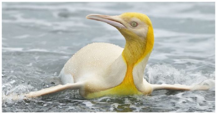 Fotógrafo de vida selvagem flagra pinguim amarelo raro