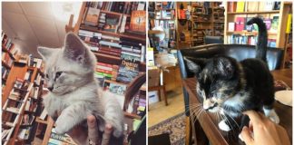Livraria permite que gatinhos de rua transitem livremente entre os clientes