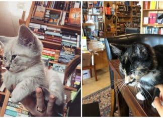 Livraria permite que gatinhos de rua transitem livremente entre os clientes