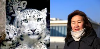 Professora aposentada derrotou a indústria da mineração e salvou o leopardo da neve da extinção