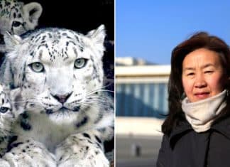 Professora aposentada derrotou a indústria da mineração e salvou o leopardo da neve da extinção