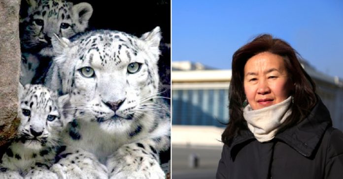 Professora aposentada derrotou a indústria da mineração e salvou o leopardo da neve da extinção