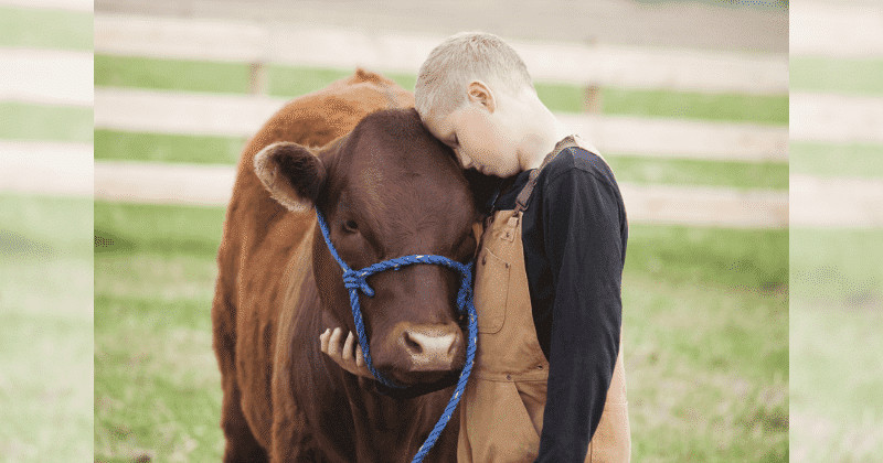 contioutra.com - Especialistas comprovam que abra&ccedil;ar vacas pode ser uma terapia ben&eacute;fica para nossa sa&uacute;de