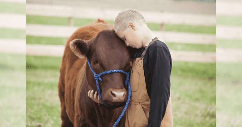 contioutra.com - Especialistas comprovam que abraçar vacas pode ser uma terapia benéfica para nossa saúde