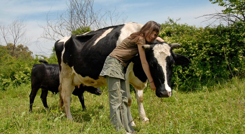 contioutra.com - Especialistas comprovam que abraçar vacas pode ser uma terapia benéfica para nossa saúde