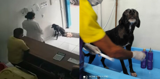 Vídeo mostra cãozinho de rua pedindo ajuda em clínica veterinária