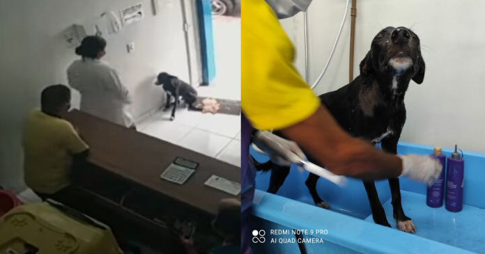 Vídeo mostra cãozinho de rua pedindo ajuda em clínica veterinária