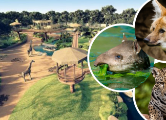 Zoológico mais antigo do Brasil decreta fim do enjaulamento de animais e se torna BioParque