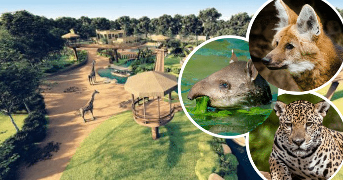 Zoológico mais antigo do Brasil decreta fim do enjaulamento de animais e se torna BioParque