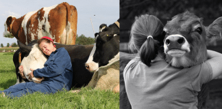 Especialistas comprovam que abraçar vacas pode ser uma terapia benéfica para nossa saúde