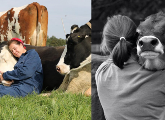 Especialistas comprovam que abraçar vacas pode ser uma terapia benéfica para nossa saúde