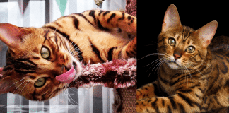 Conheça Thor: O gato Bengal mais bonito do mundo!