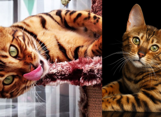 Conheça Thor: O gato Bengal mais bonito do mundo!