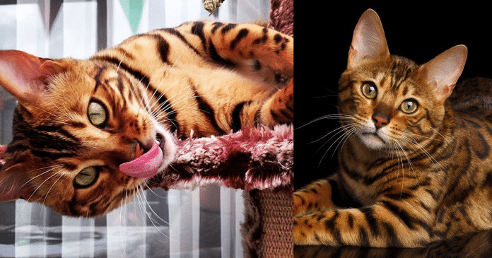 Conheça Thor: O gato Bengal mais bonito do mundo!