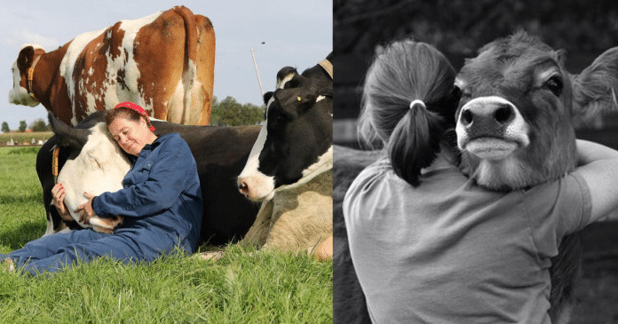 Especialistas comprovam que abraçar vacas pode ser uma terapia benéfica para nossa saúde