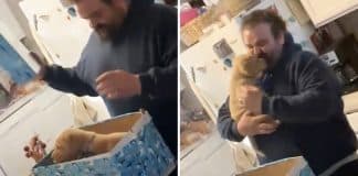 Recomeço: meses após perder seu animal de estimação, mulher consola o marido com novo cachorrinho Recomeço: meses após perder seu animal de estimação, mulher consola o marido com novo cachorrinho