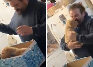 Recomeço: meses após perder seu animal de estimação, mulher consola o marido com novo cachorrinho