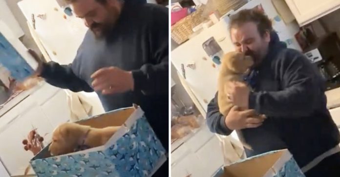 Recomeço: meses após perder seu animal de estimação, mulher consola o marido com novo cachorrinho