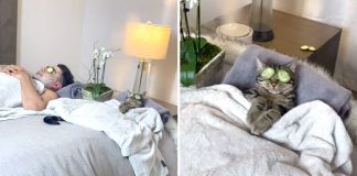 Conheça Chase: o gato que ama SPA e conquistou a internet com um vídeo no TikTok