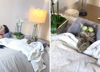 Conheça Chase: o gato que ama SPA e conquistou a internet com um vídeo no TikTok