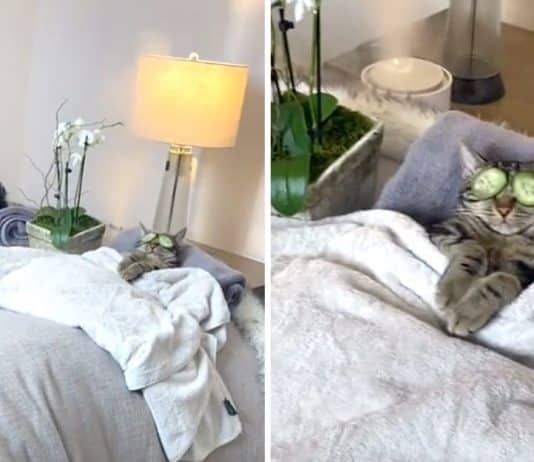 Conheça Chase: o gato que ama SPA e conquistou a internet com um vídeo no TikTok