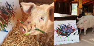 Porquinha foi salva de um matadouro e tornou-se pintora, agora ela é chamada de “PIGCASSO”