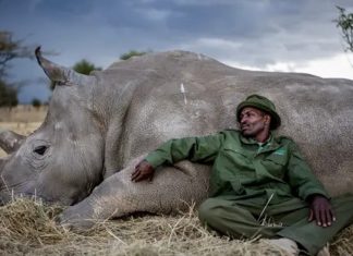 Dois últimos rinocerontes brancos do mundo têm cuidadores pessoais e suas histórias são emocionantes