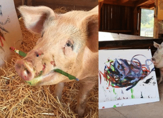 Porquinha foi salva de um matadouro e tornou-se pintora, agora ela é chamada de “PIGCASSO”