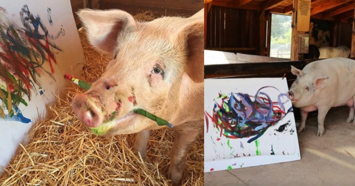 Porquinha foi salva de um matadouro e tornou-se pintora, agora ela é chamada de “PIGCASSO”