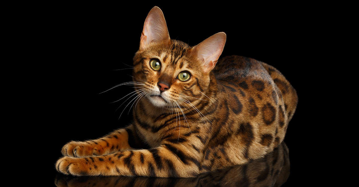 contioutra.com - Conheça Thor: O gato Bengal mais bonito do mundo!