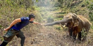 Elefante tailandês reconhece veterinário que salvou sua vida há 12 anos. Um reencontro inesperado!
