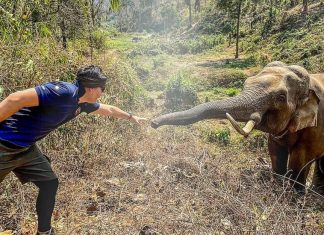 Elefante tailandês reconhece veterinário que salvou sua vida há 12 anos. Um reencontro inesperado!