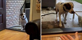 Vídeo mostra cãozinho resgatado com medo de entrar em sua nova casa. Comovente!